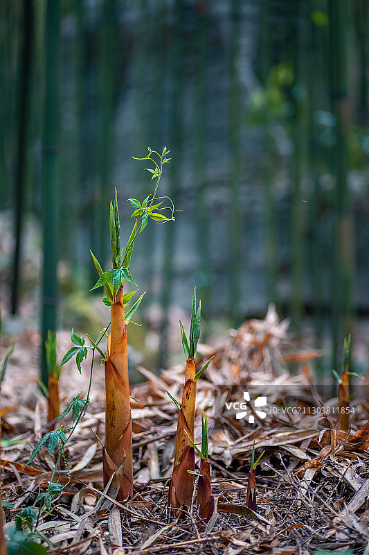 苦笋图片素材