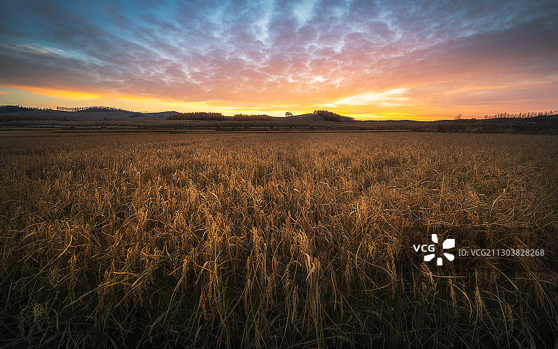 黑龙江延寿水稻田图片素材