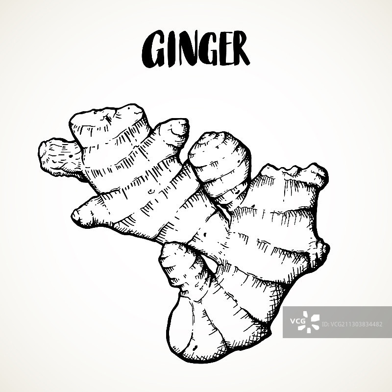 手绘生姜根雕刻图片素材