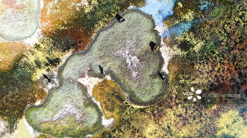 阿里湿地的放牧图片素材