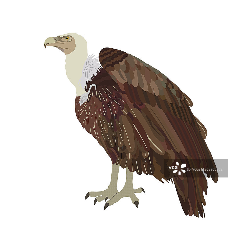 白色背景下的秃鹰图片素材