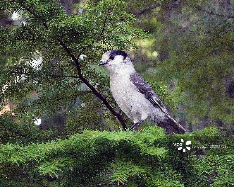 美洲灰松鸦图片素材