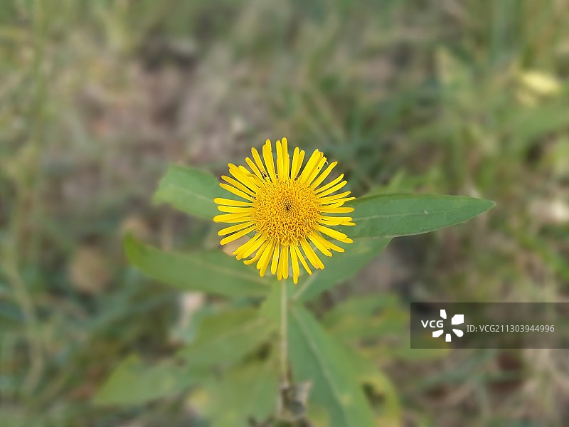 小香风图片素材