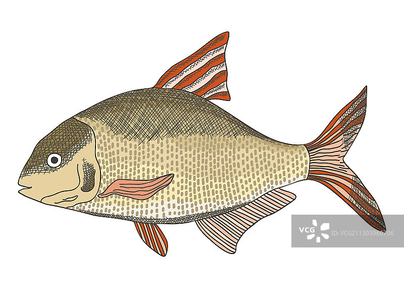 纹理质感的普通淡水鲤鱼素描图片素材