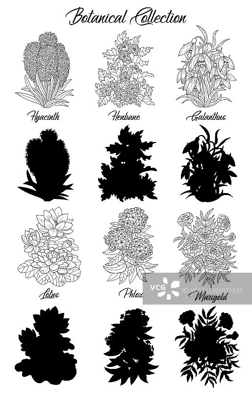 黑白花卉轮廓组合图片素材