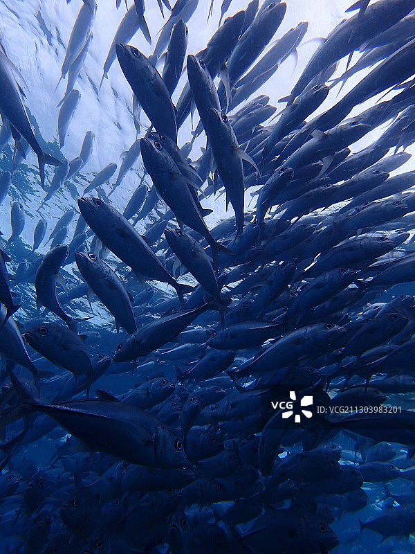 深蓝下的杰克风暴图片素材