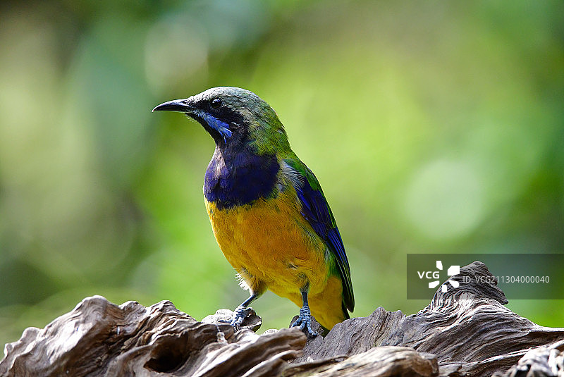安静状态的橙腹叶鹎图片素材