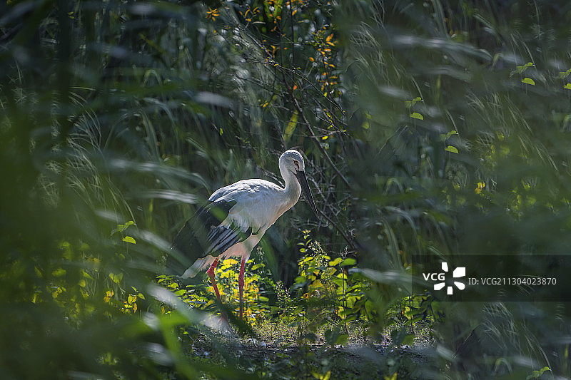 白朱鹭图片素材
