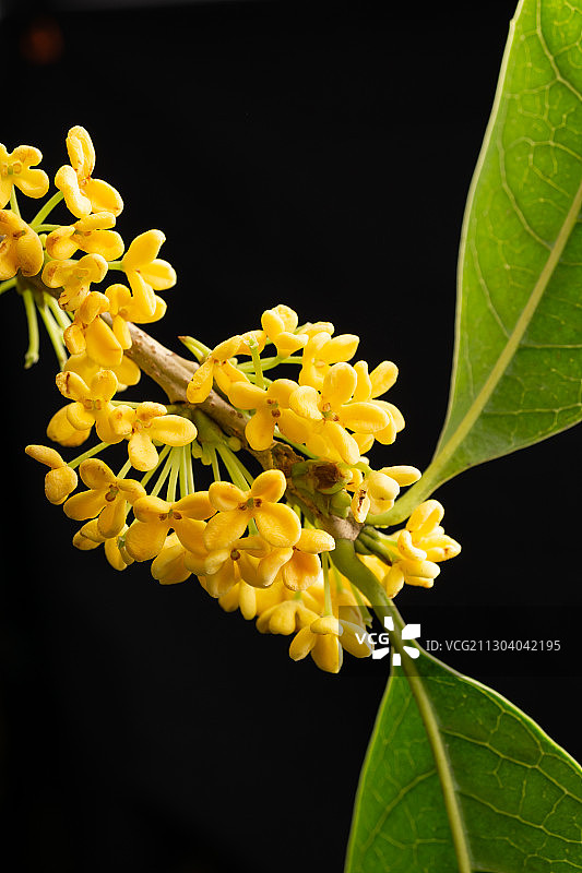 桂花，芳香的，正上方视角，枝条，图片素材