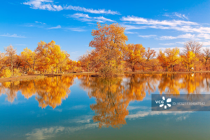 胡杨秋色图片素材