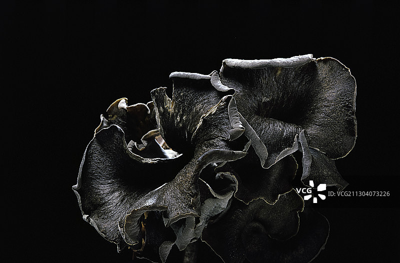 美味鸡油菌图片素材