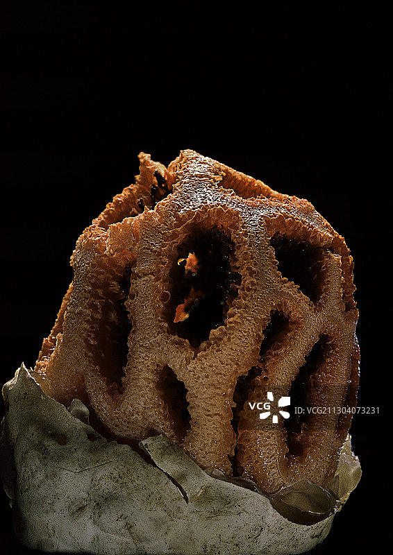 红鬼笔图片素材