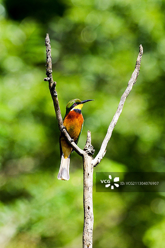 红胸蜂虎  Cinnamon-chested Bee-eat图片素材