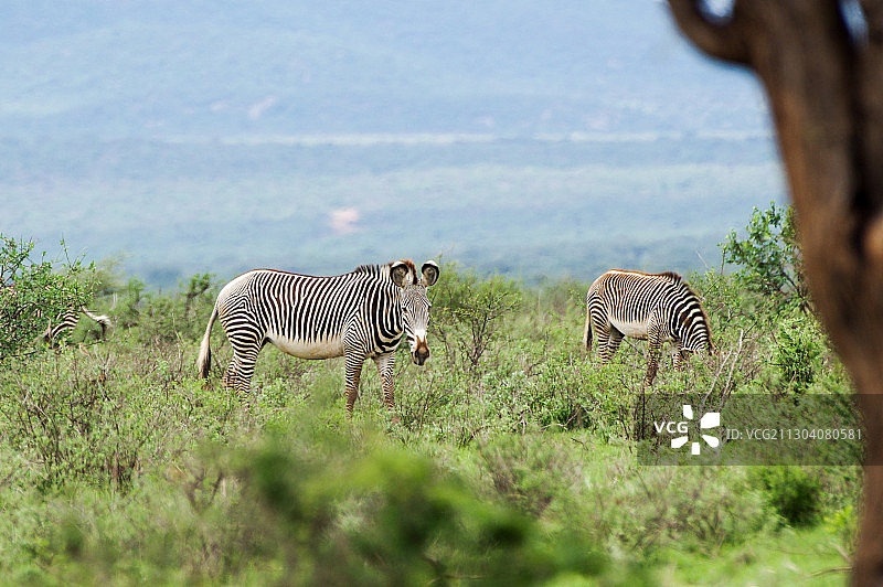 细纹斑马 Grevy's Zebra图片素材