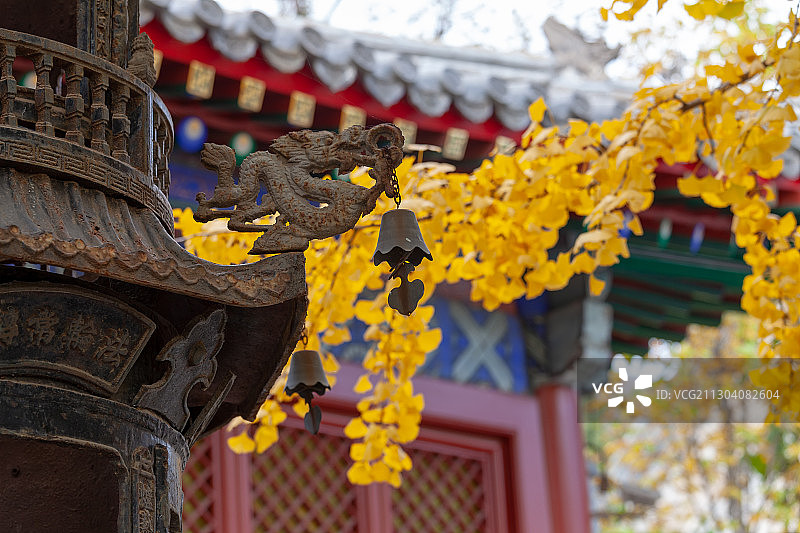 古刹银杏图片素材