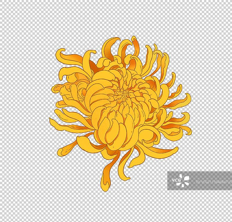 菊花图片素材