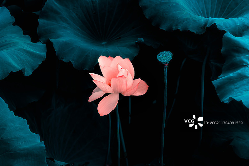 荷花和莲蓬图片素材