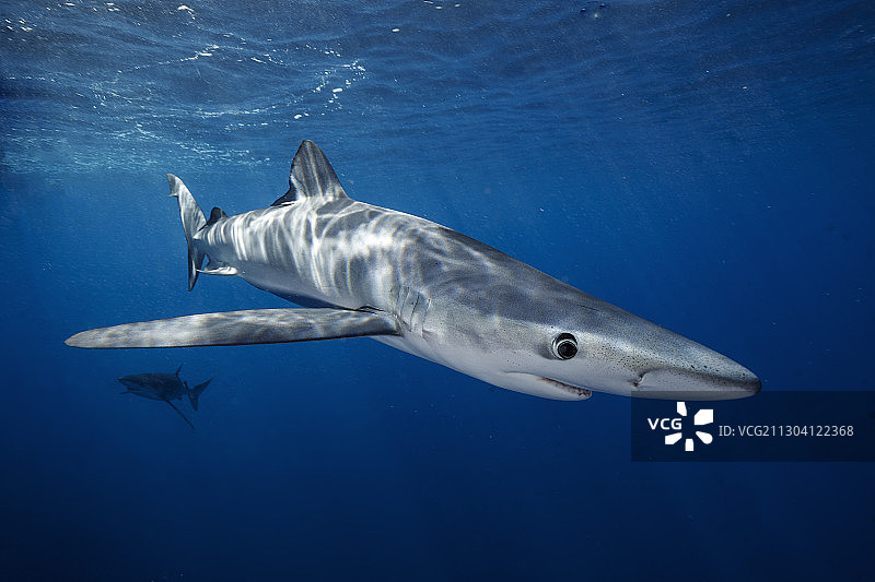 蓝色鲨鱼图片素材