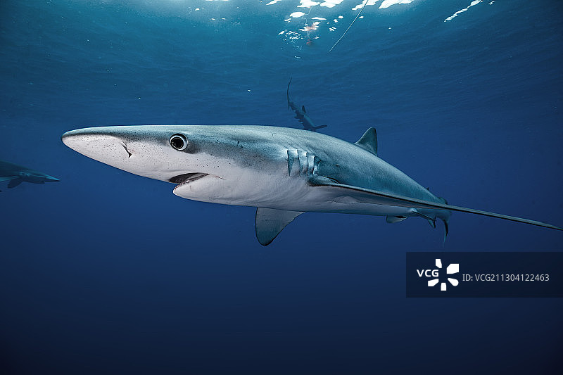 蓝色鲨鱼图片素材