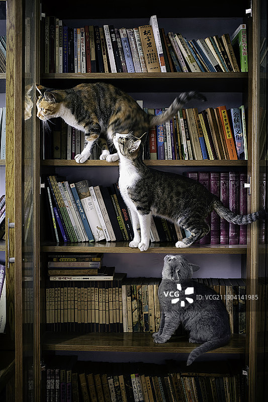 书架上的猫图片素材