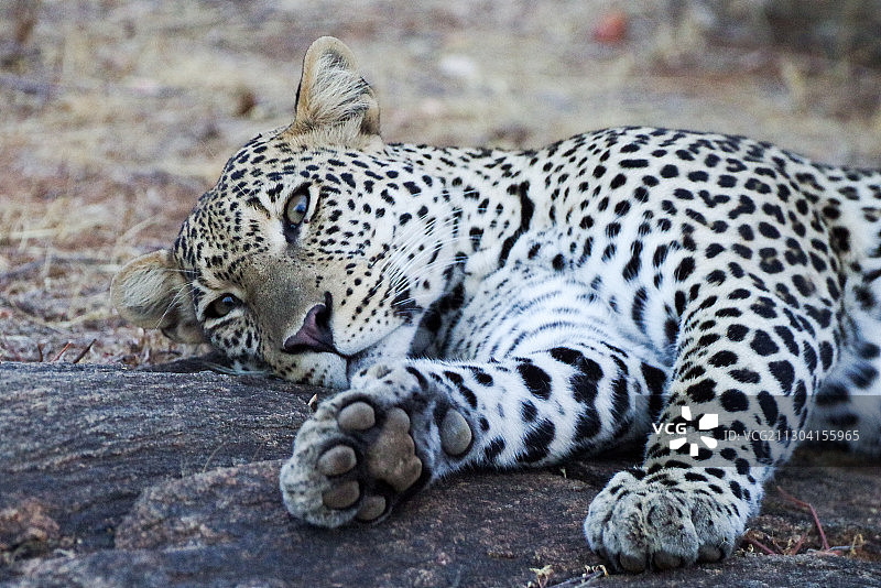 花豹 Leopard图片素材