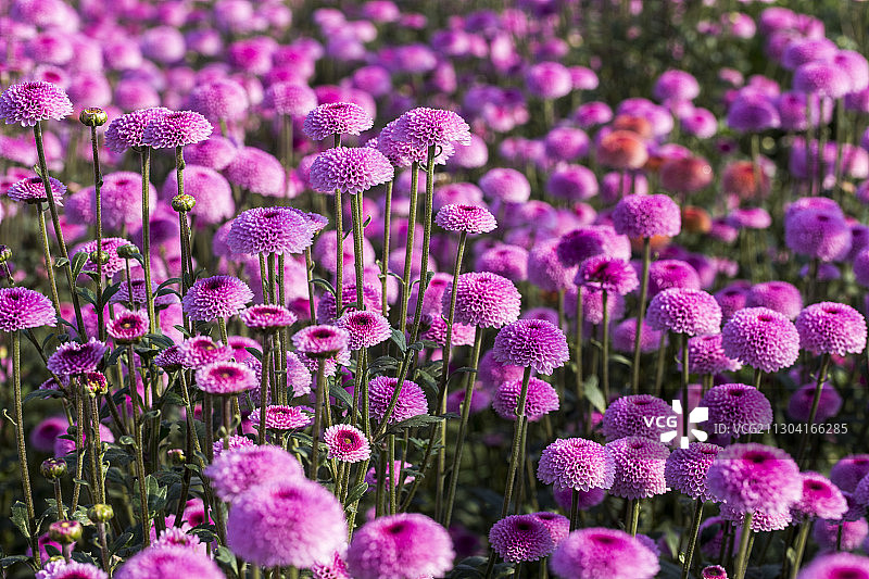 济南市,平阴县上盆王村菊花种植基地内的菊花盛开图片素材