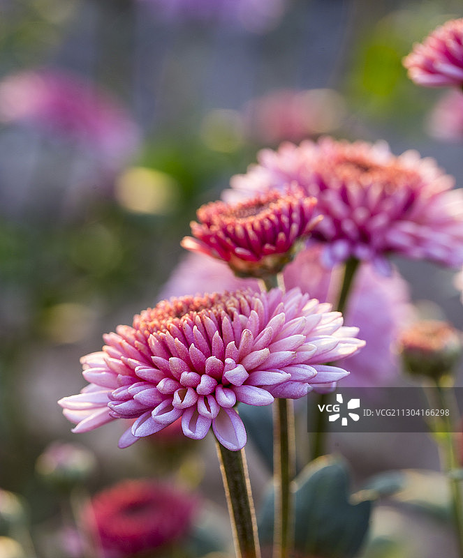 济南市,平阴县上盆王村菊花种植基地内的菊花盛开图片素材