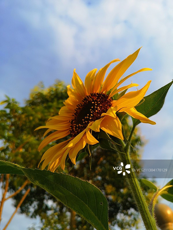 特写向日葵图片素材
