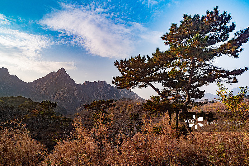北京银山塔林银山下的松树图片素材