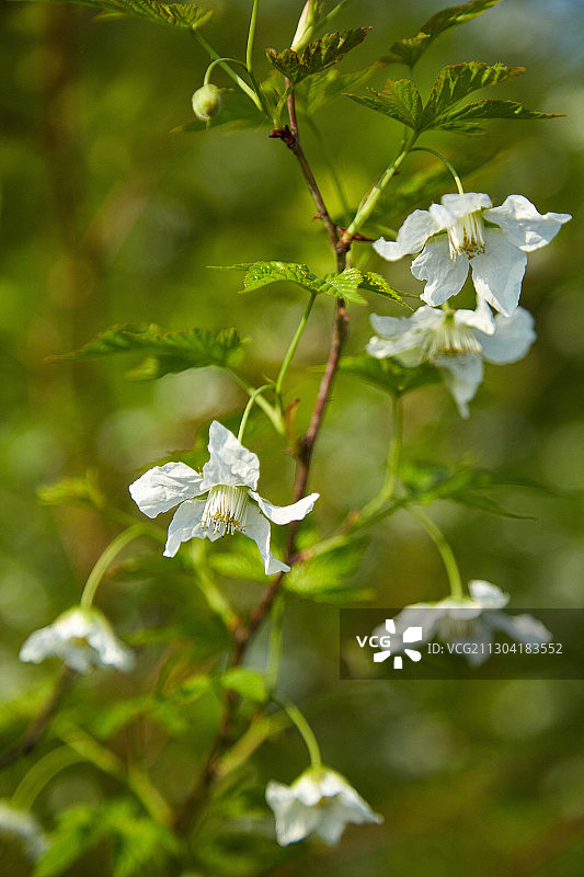 芜湖响水涧油菜花图片素材