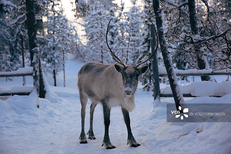 鹿 摩尔曼斯克图片素材
