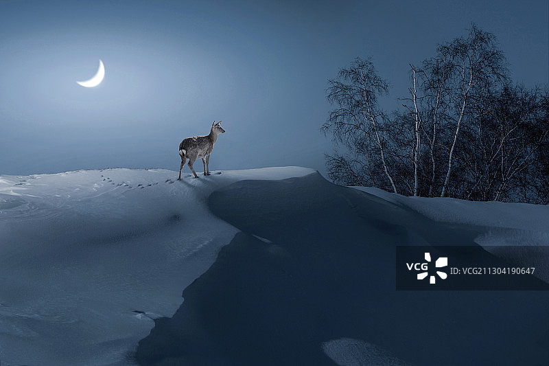 月夜雪地下的小鹿图片素材