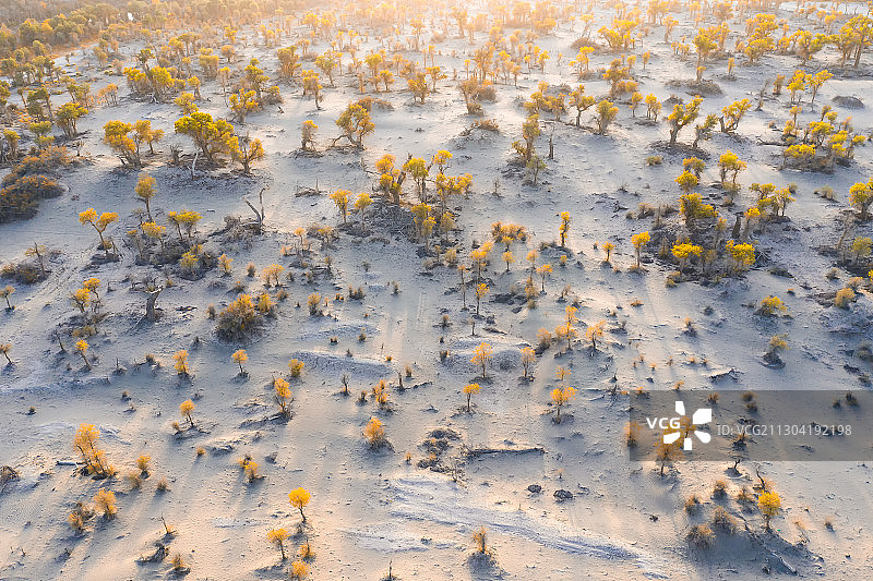 塔里木胡杨林图片素材