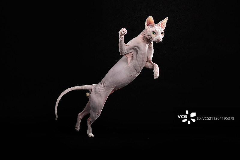 斯芬克斯无毛猫图片素材