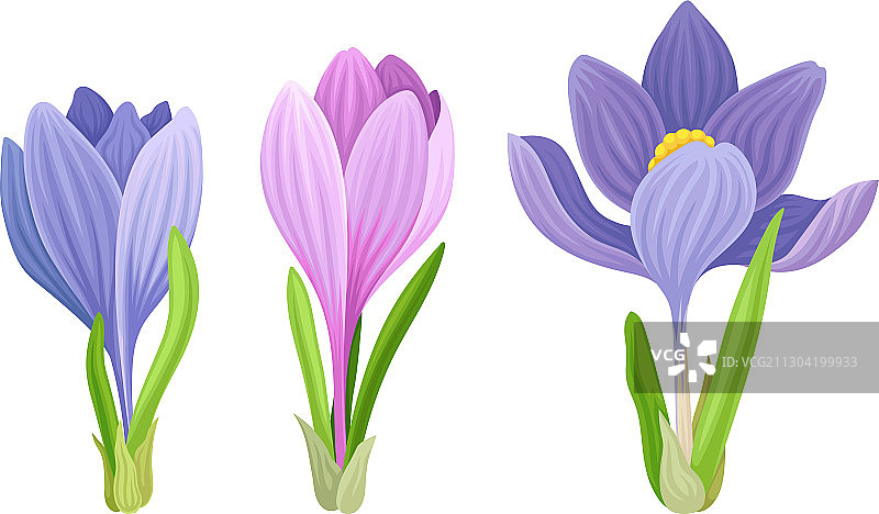 嫩嫩的淡紫色番红花图片素材