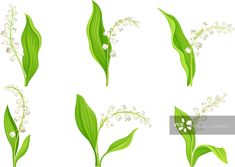 带绿色茎的白色风铃草图片素材