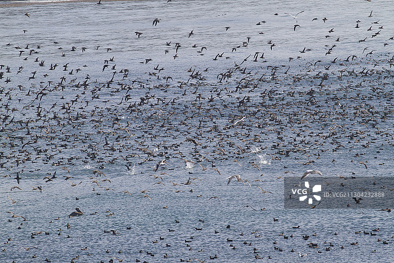 成千上万只海鸟觅食饵料鱼图片素材