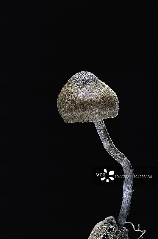 绿柄丝膜菌图片素材