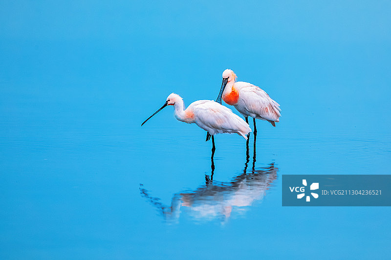 白脸琵鹭----此时无声图片素材