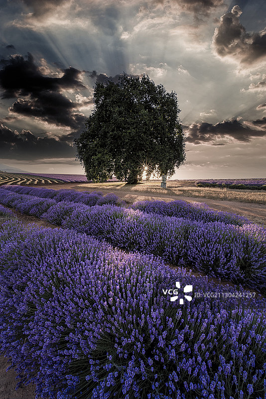 飘丝薰衣草庄园的光影图片素材