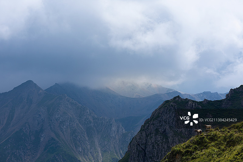 湟中羊群图片素材