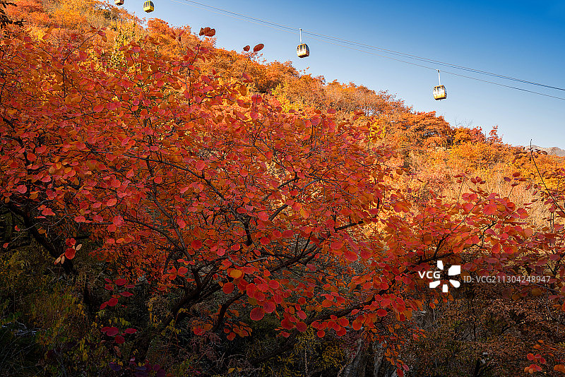 北京房山坡峰岭风景区金秋红叶满山图片素材