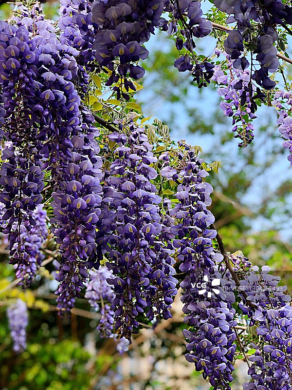 一兰幽梦图片素材