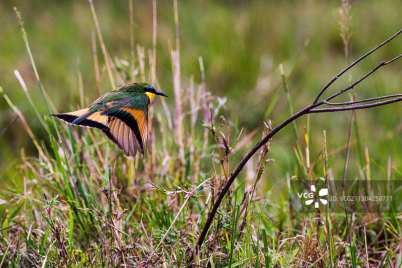 小蜂虎  Little Bee-eater图片素材