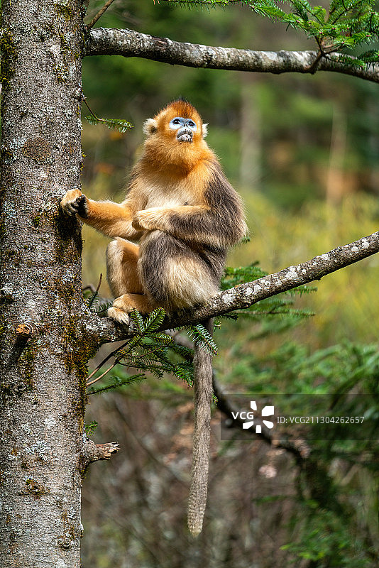 坐在树上的金丝猴图片素材