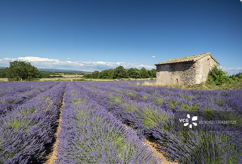 薰衣草田里的老房子图片素材