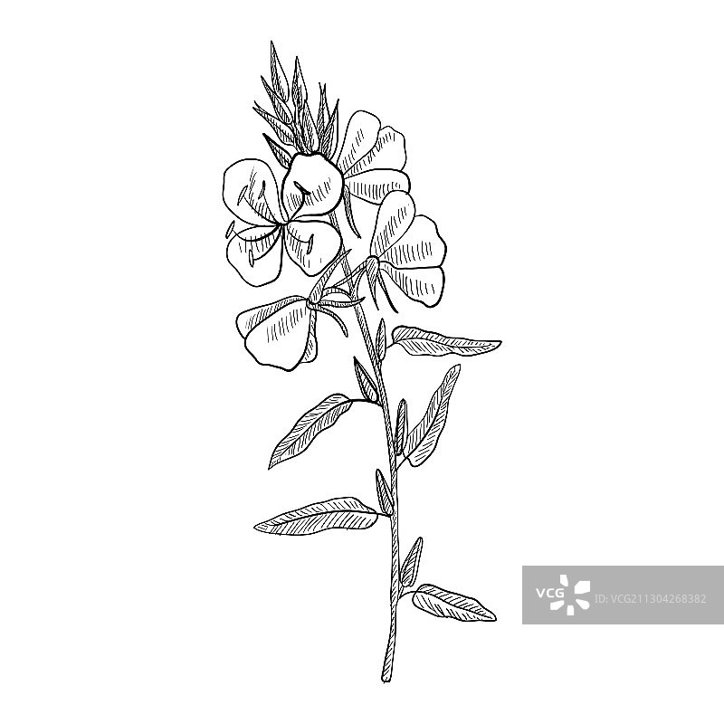月见草绘图图片素材