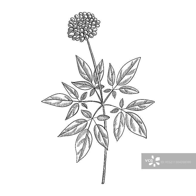 人参植物绘画图片素材