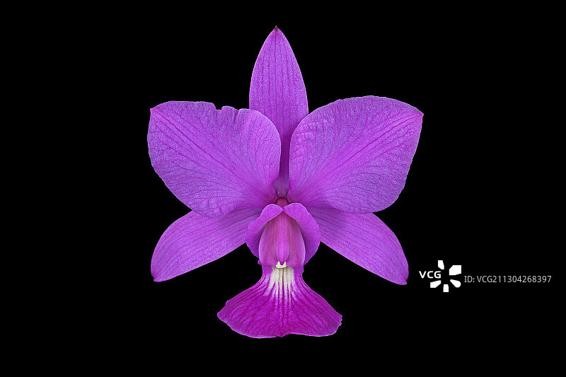 瓦氏卡特兰图片素材