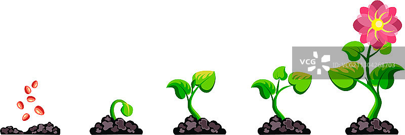 植物生长阶段信息图图片素材